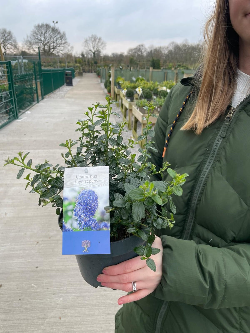 Ceanothus thyrsiflorus Repens 2 Litre Pot