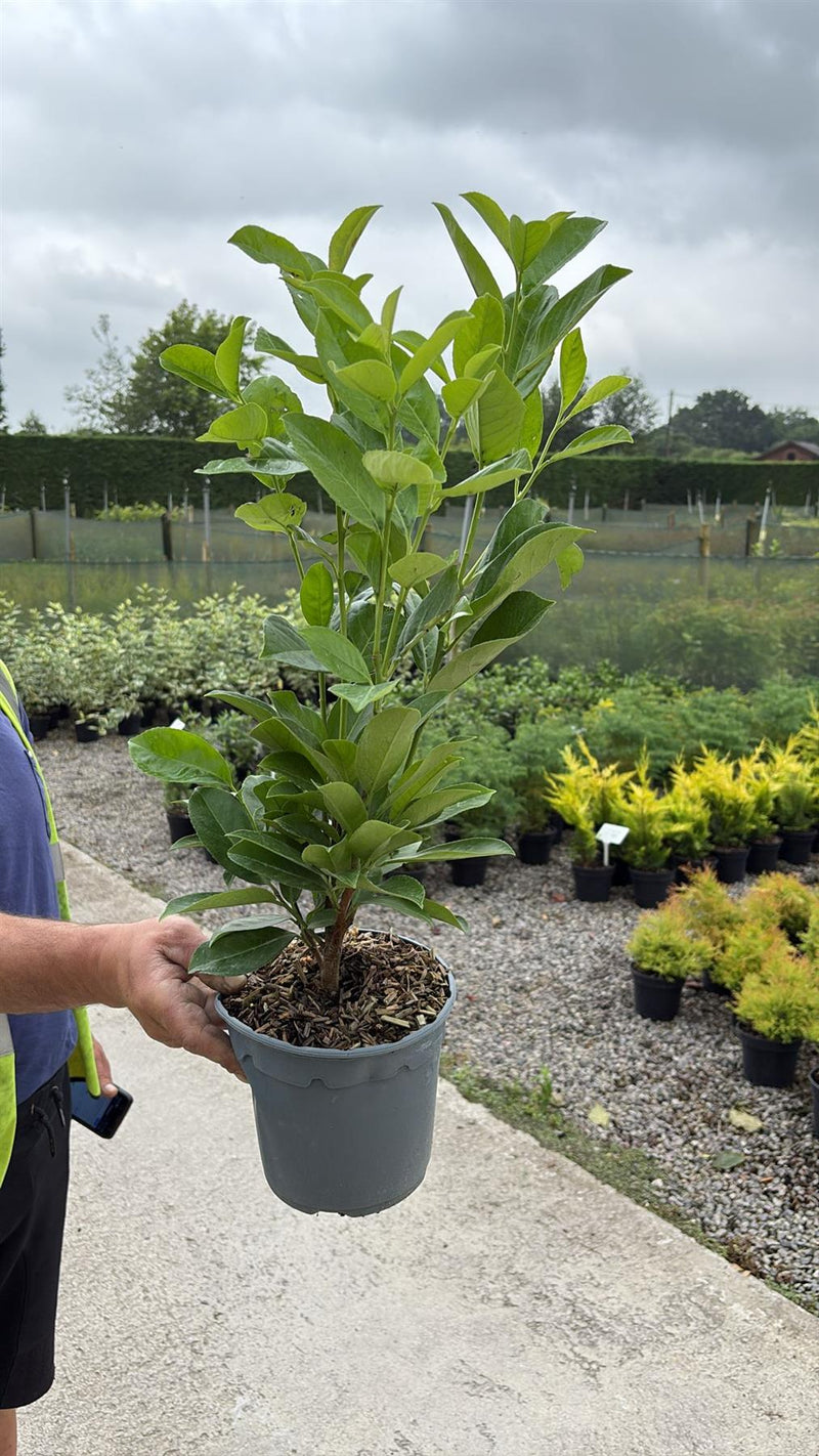 Cherry Laurel Hedging 2.5 Litre 40-50cm