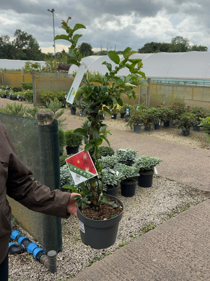 Chaenomeles speciosa Scarlet Storm 4 Litre Pot 40/60cm