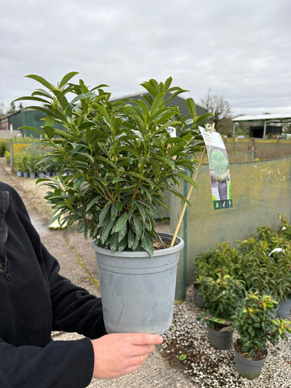 Prunus laurocerasus Sofia - Dwarf Cherry Laurel 4.5 Litre Pot