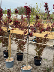 Malus Royalty Half Standard 15 Litre Pot