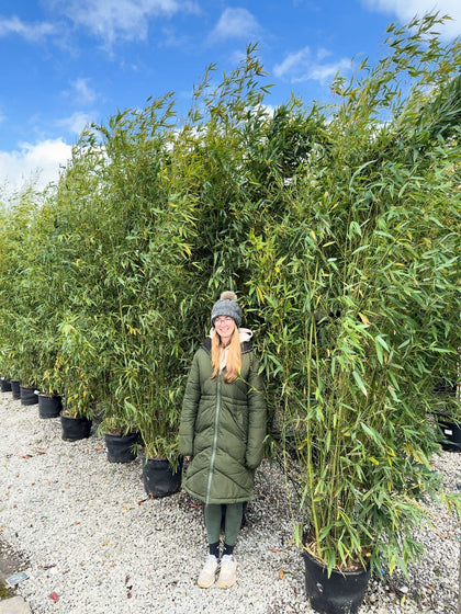 Phyllostachys Aurea Golden Bamboo 35 Litre Pot 3 M Plus