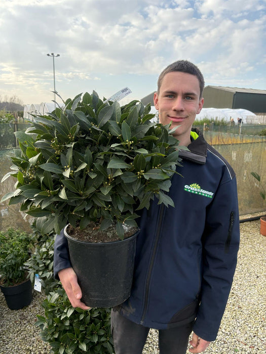 Laurus Nobilis Ball 10 Litre Pot 50/55cm