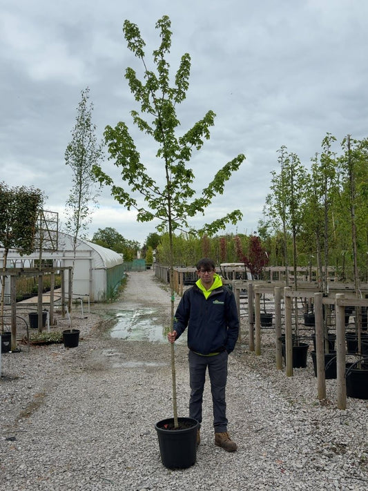 Acer camp Elsrijk 6-8cm Girth