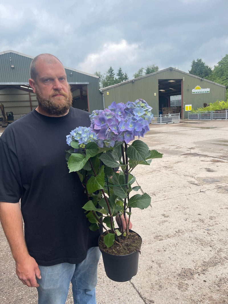 Hydrangea Macrophylla Black Steel Blue 5 Litre Pot