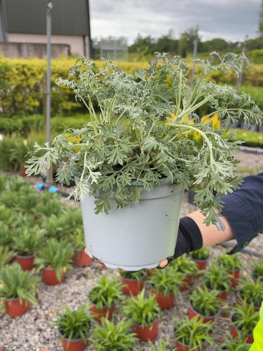 Artemisia Powis Castle 2 Litre Pot