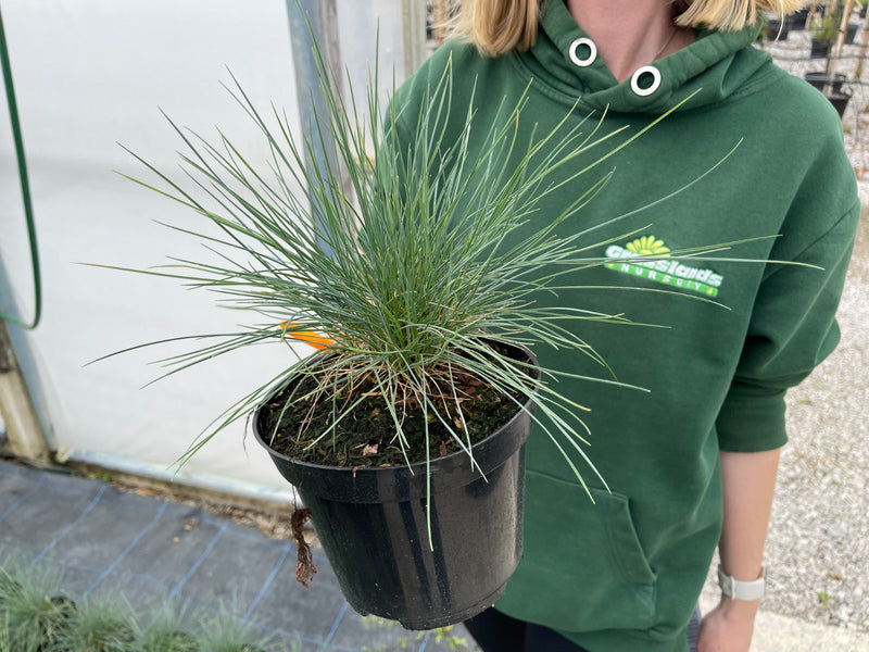 Festuca glauca Elijha Blue 2 Litre Pot