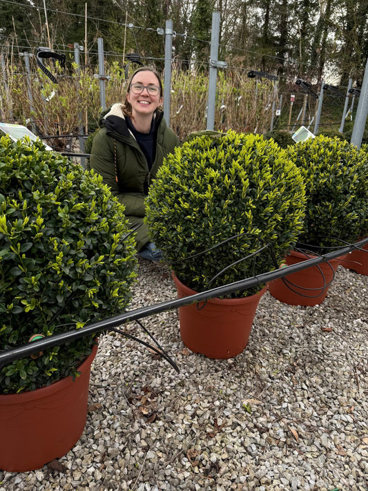 Buxus Ball 20 Litre Pot 50/55cm