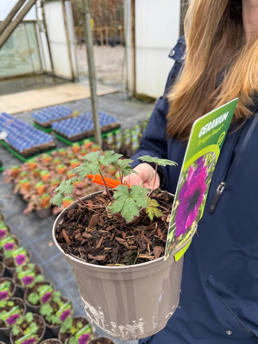 Geranium Dragon Heart 2 Litre Pot
