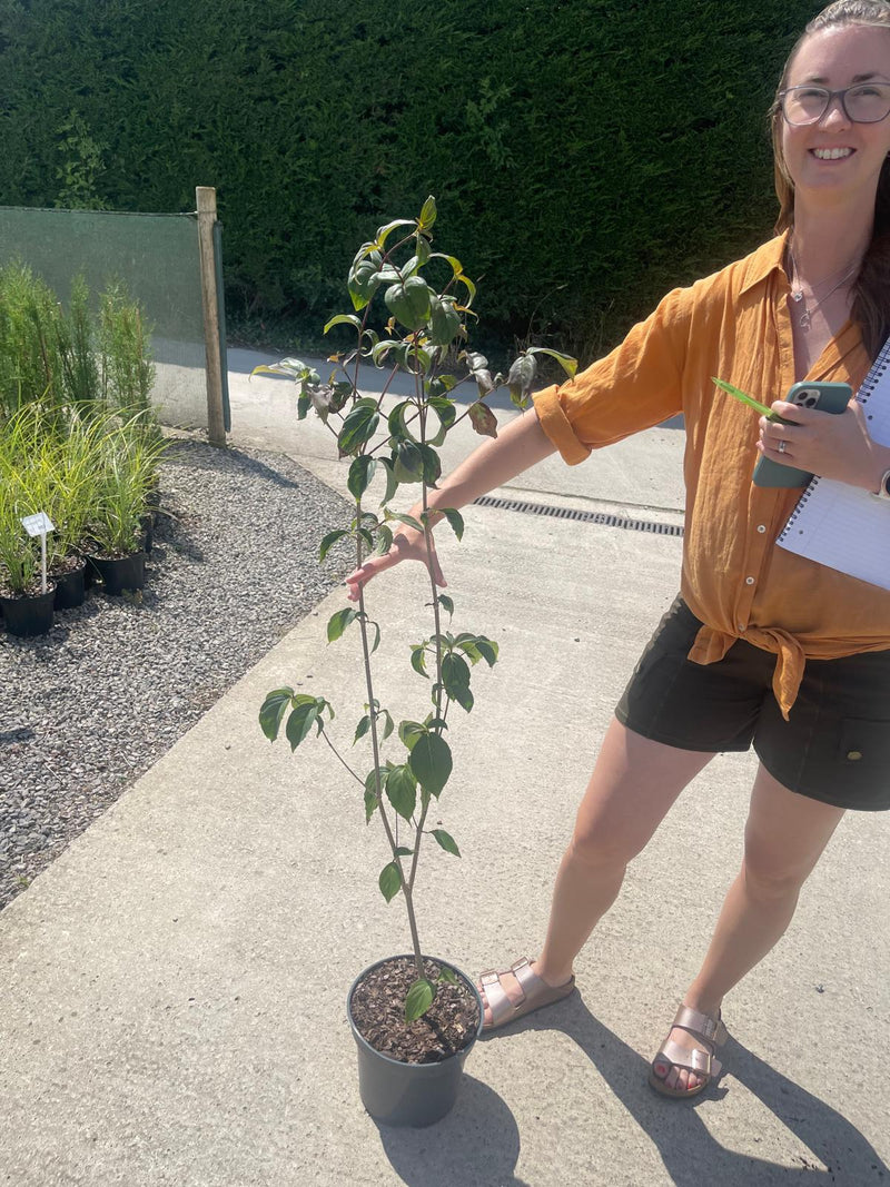 Cornus Kousa Wieting's Select 3/5 Litre Pot
