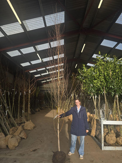 Betula Utilis Jacquemontii 8-10 Girth Root Ball Delivery From November