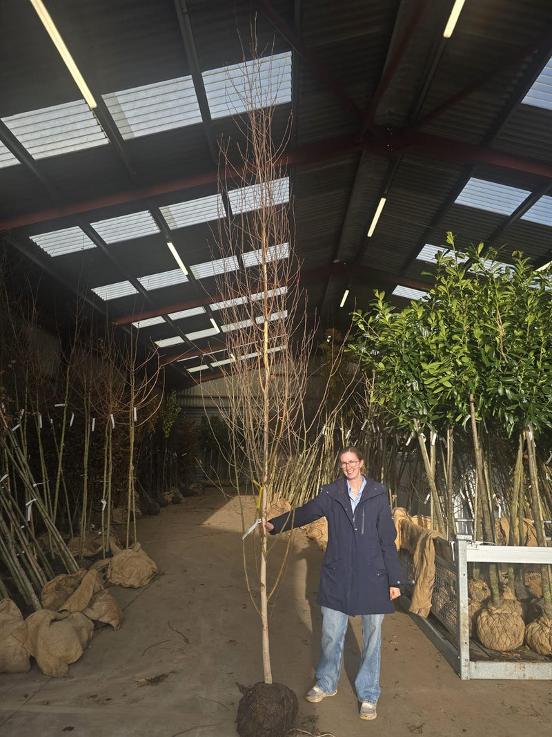 Betula Utilis Jacquemontii 8-10 Girth More Ready June