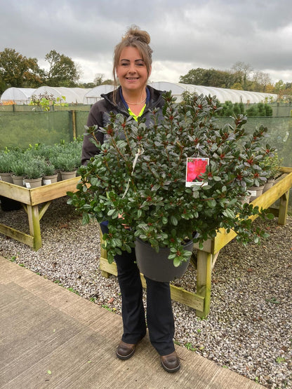 Azalea Japonica Johanna 15 Litre Pot