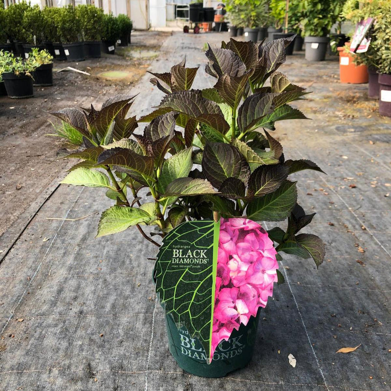 Hydrangea Black Diamonds Red Angel Purple 2 Litre Pot