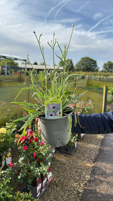 Catanche Caerulea 1.5 Litre Pot