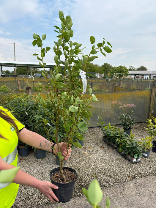 Griselinia Litorialis 3 Litre Pot 60-70cm