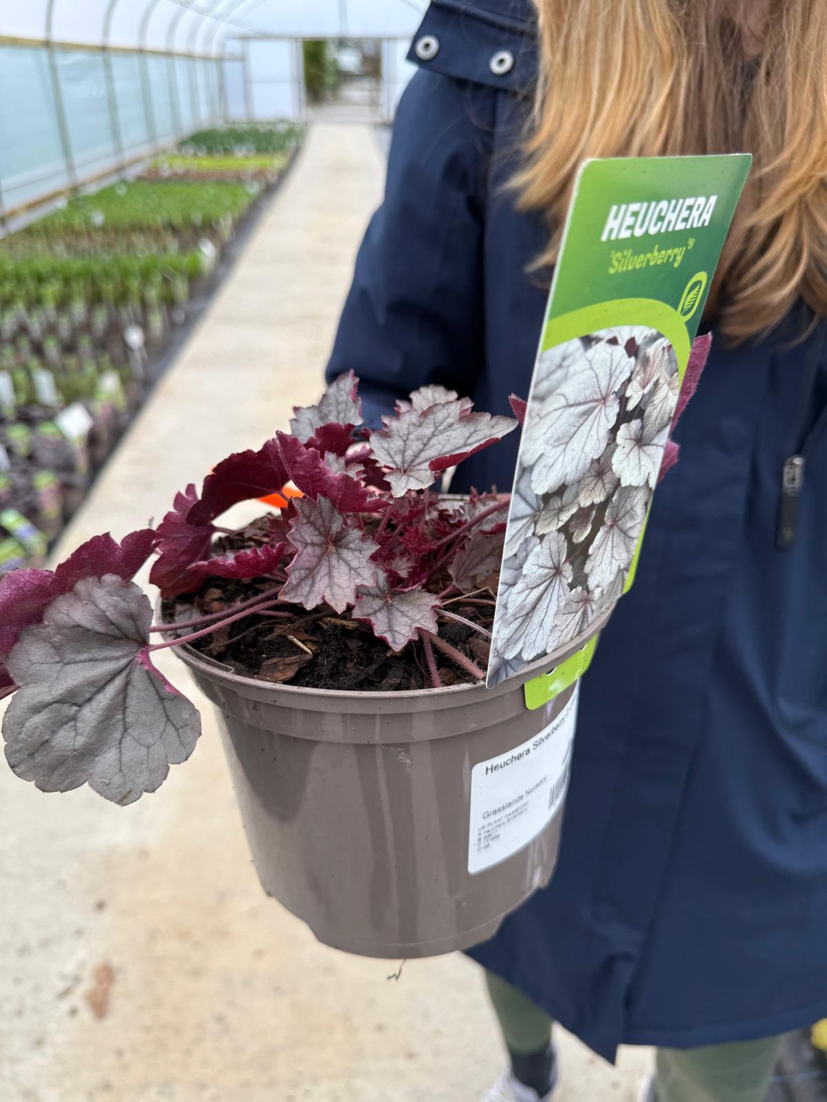 Heuchera Silverberry 2 Litre Pot
