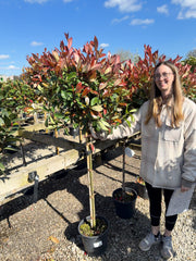 Photinia x Fraseri Red Robin Half Standard 12 Litre