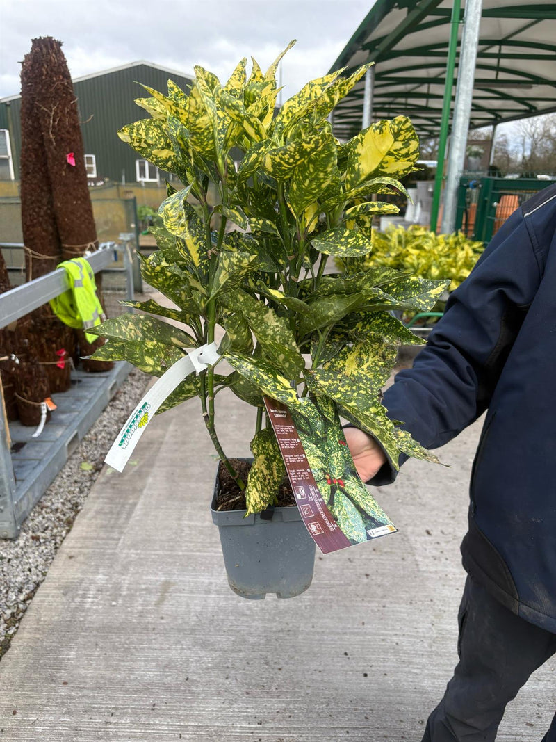 Aucuba Japonica Crotonifolia 2 Litre Pot