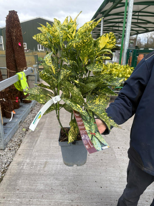 Aucuba Japonica Crotonifolia 2 Litre Pot
