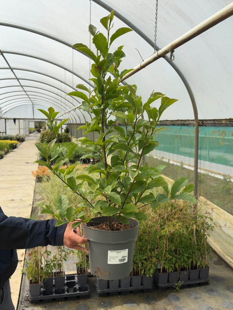 Magnolia George Henry Kern 4 Litre Pot