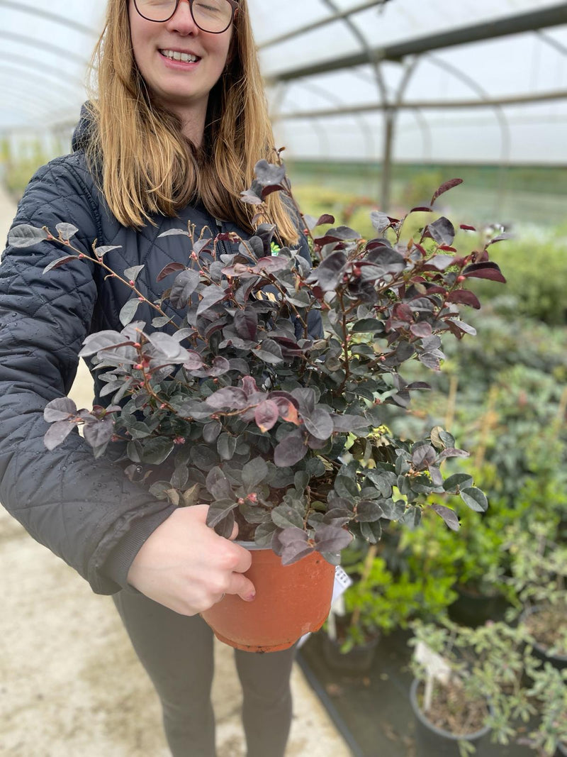 Loropetalum Chinense Fede 3 Litre Pot