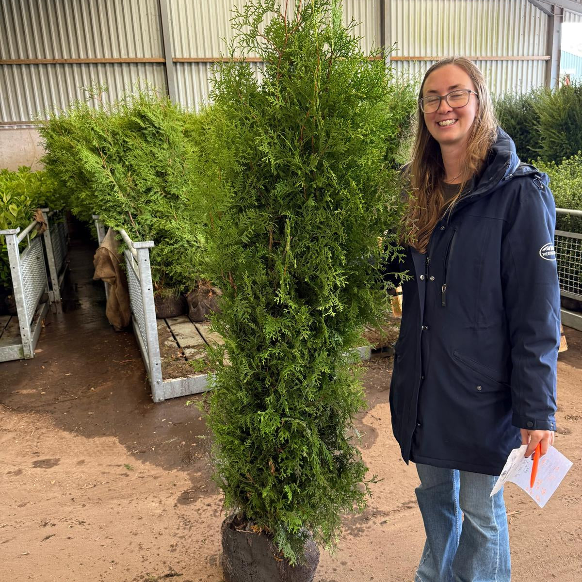 Thuja Brabant 180-200cm Root Ball Dug To Order — Grasslands Nursery
