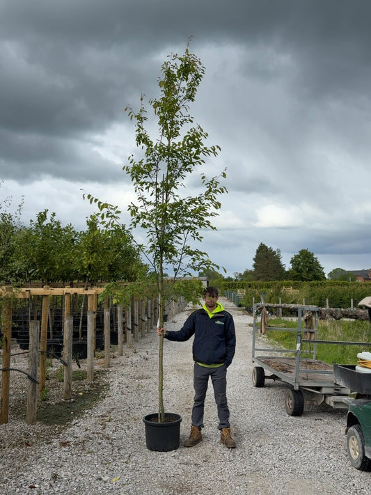 Amelanchier Robin Hill Std 8/10 cm Girth Potted
