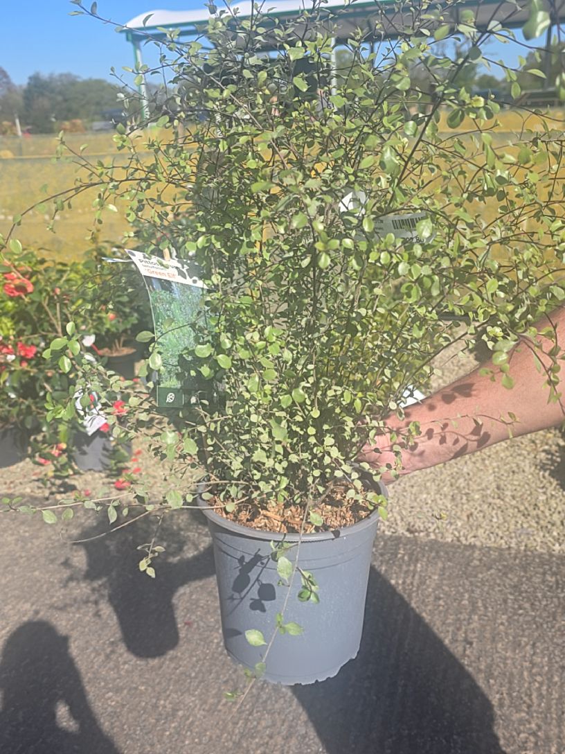Pittosporum tenuifolium Green Elf - Pittosporum 4.5 Litre Pot