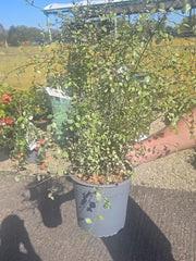 Pittosporum tenuifolium Green Elf - Pittosporum 4.5 Litre Pot