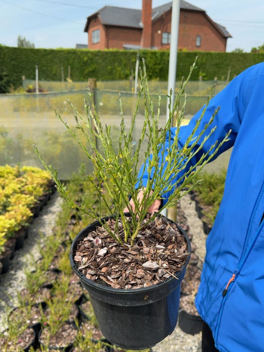 Cytisus scoparius 'Boskoop Ruby' - Ruby Broom 3 Litre Pot