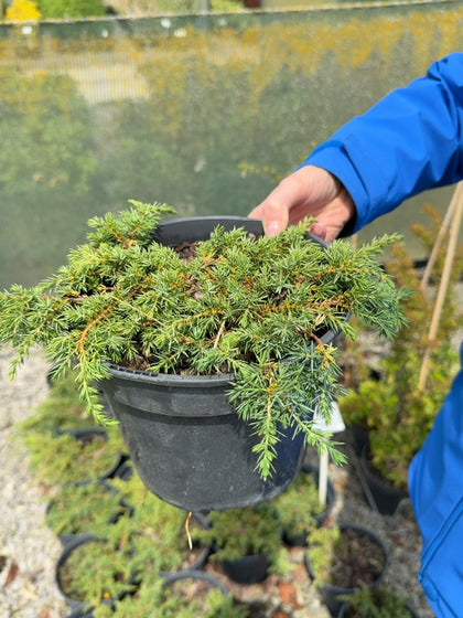 Juniperus Communis Green Carpet 3 Litre Pot