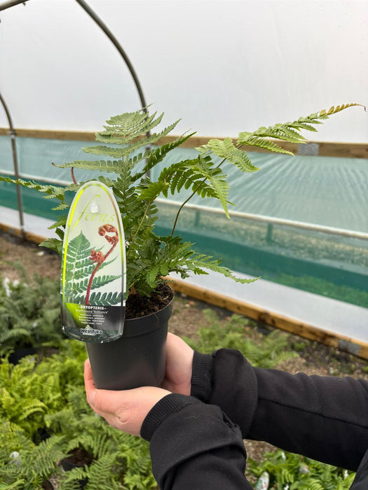 Dryopteris erythrosora Brilliance 2 Litre Pot