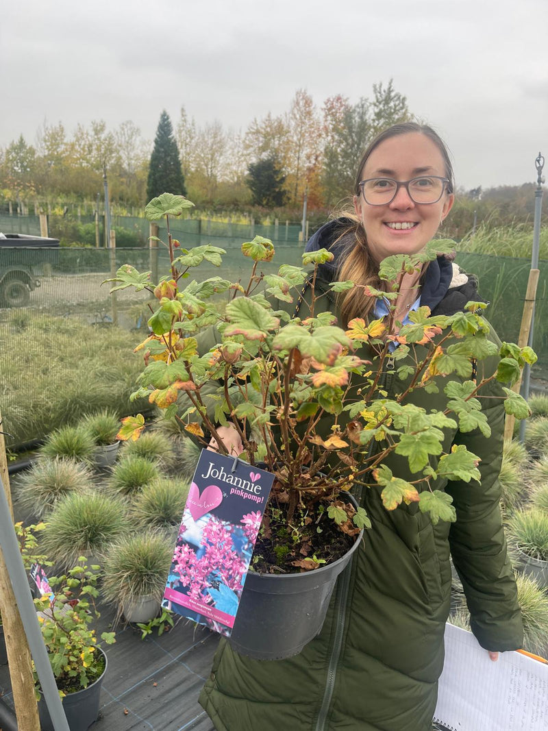 Ribes sanguineum Johannie PinkPomp 5 Litre Pot