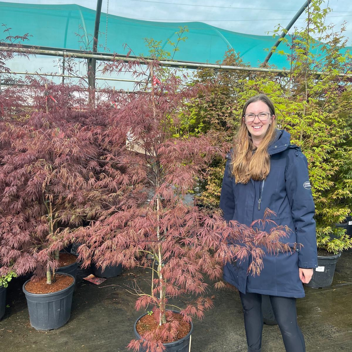 Acer Palmatum Crimson Queen 25 Litre Pot — Grasslands Nursery