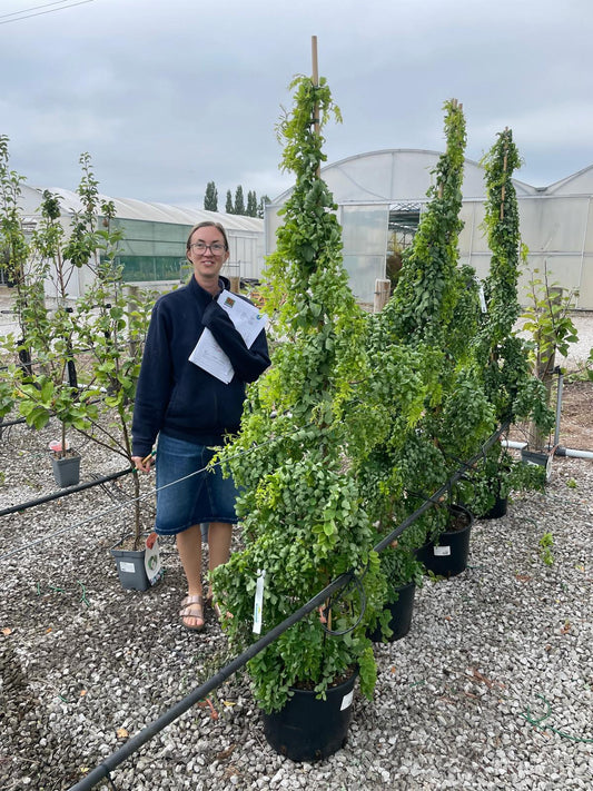 Robinia pseud. Twisty Baby 20 Litre Pot 150/175cm