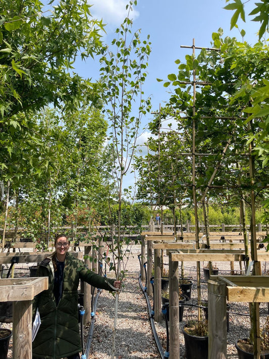Betula Utilis Jacquemontii Feathered Tree 6/8cm