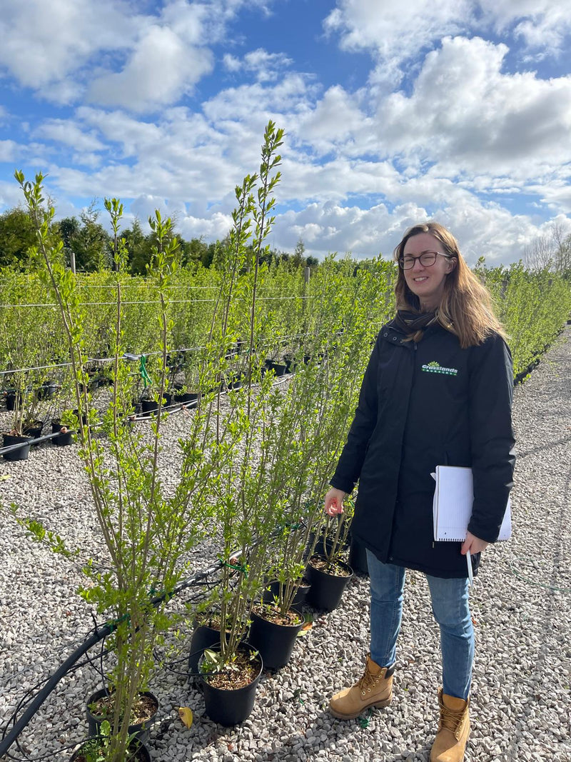 Privet Hedge - Ligustrum Attrovirens 5 Litre 140/150cm