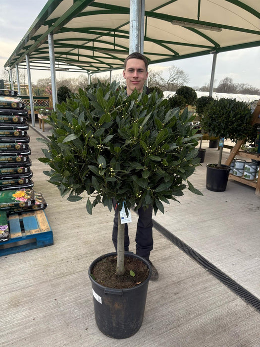 Laurus Nobilis 1/4 Standard 35 Litre Pot 50cm Stem 80/85cm Head