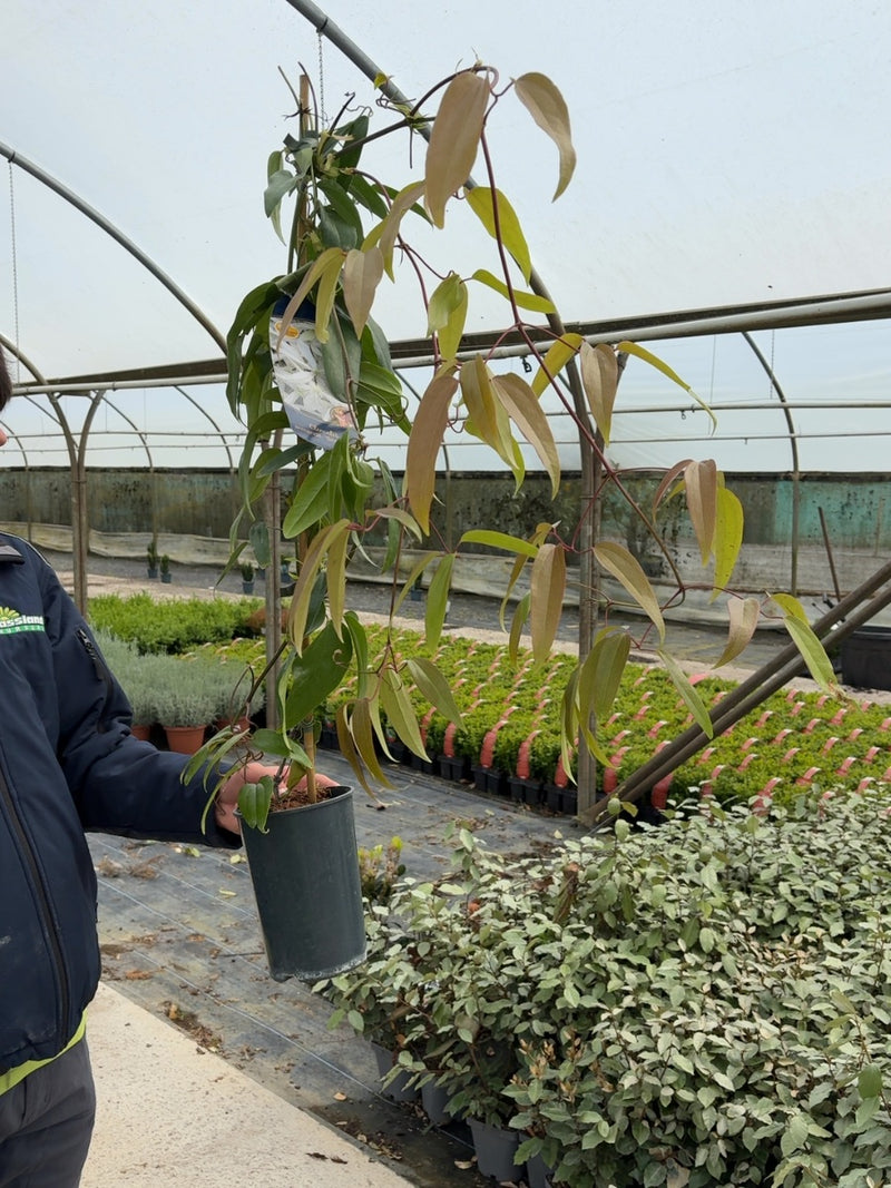 Clematis Armandii Snow Drift 2 Litre Pot