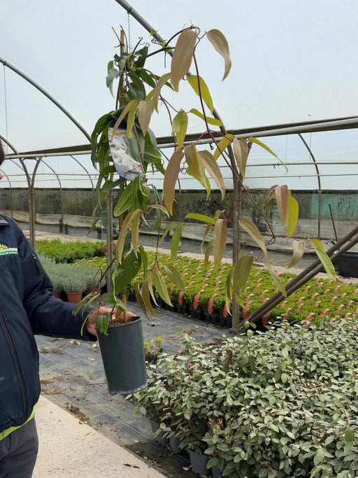Clematis Armandii Snow Drift 2 Litre Pot