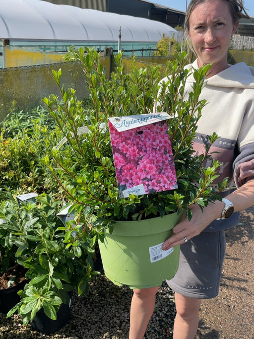 Azalea Japonica Silvester 10 Litre Pot Specimen