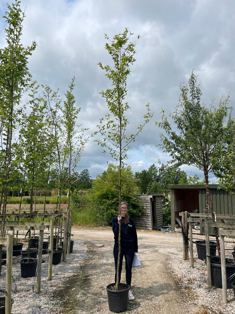Carpinus Betulus Standard 8/10cm Girth rEADY FRO jUNE