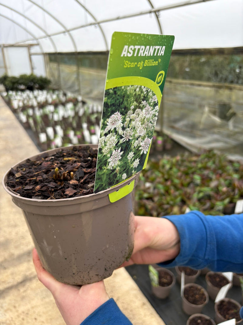 Astrantia maj. Star of Billion 2 Litre Pot