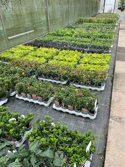 Hardy Shrub Mix