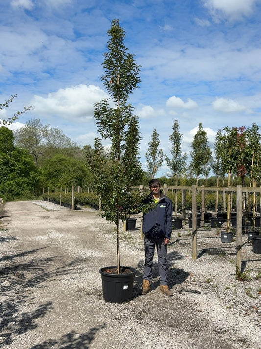 Prunus Lusitanica Brenelia Standard 100cm Clear Stem 10-12cm Girth