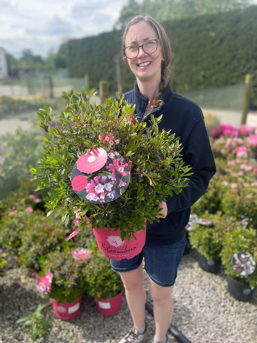 Rhododendron Bloombux Magenta Ball 5 Litre Pot