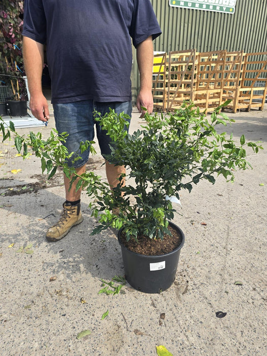Sarcococca Confusa 20 Litre Pot 60-80