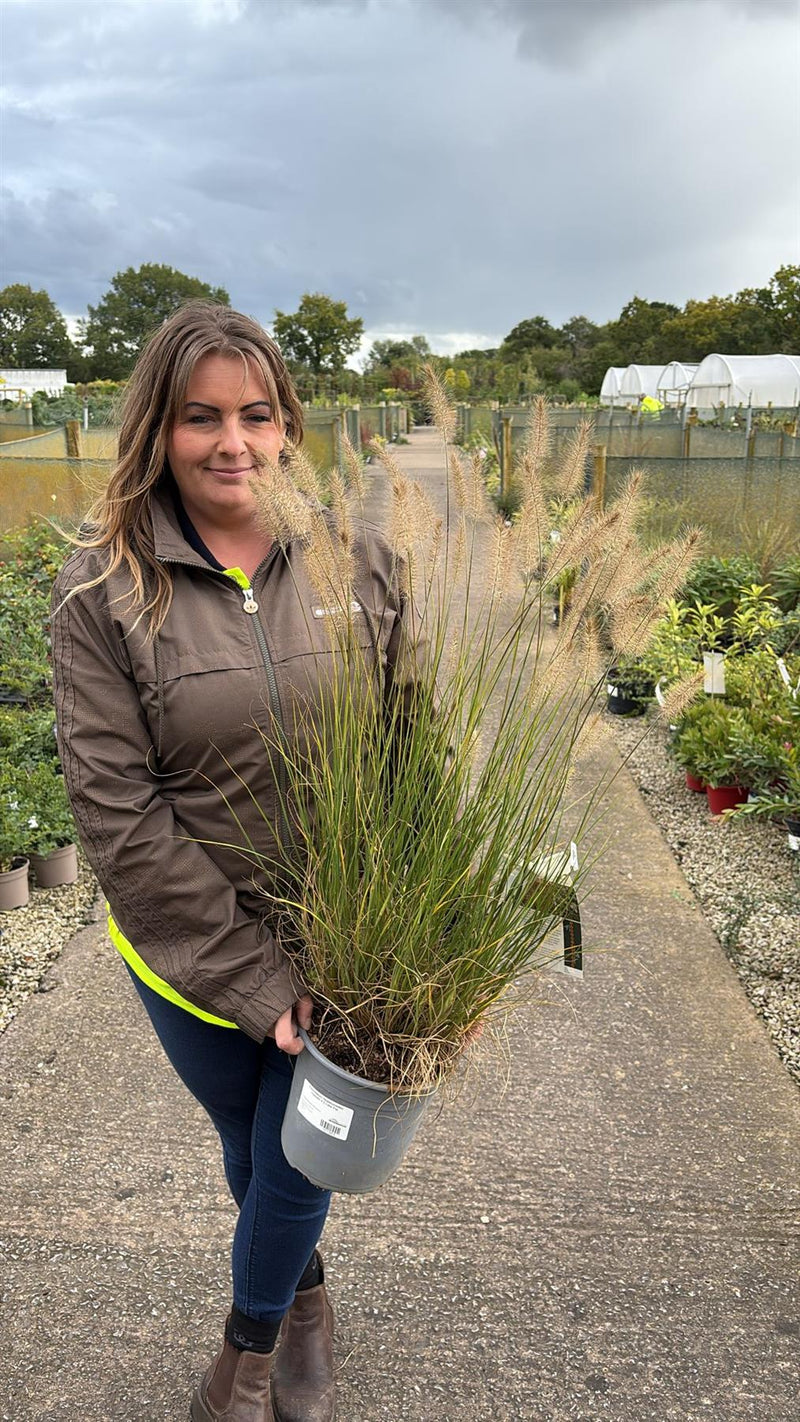 Pennisetum Alopecuroides Hameln 4.5 Litre Pot