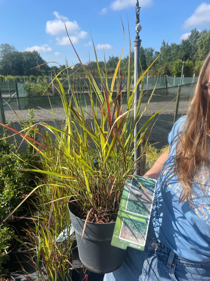 Panicum Squaw 6.5 Litre Pot